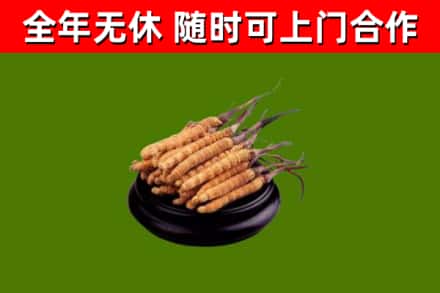 祥云县烟酒回收冬虫夏草.jpg