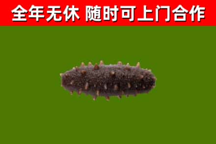 祥云县烟酒回收干海参.jpg